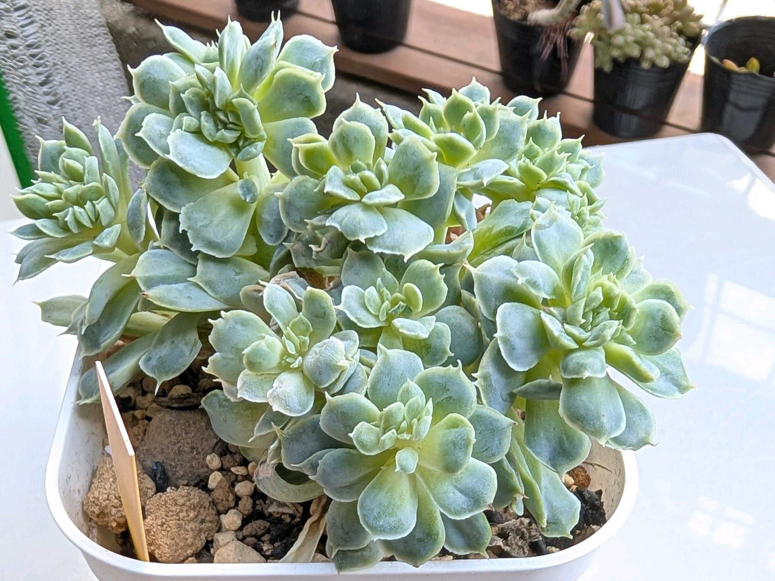 ハルビンゲリの一覧｜🍀GreenSnap（グリーンスナップ）