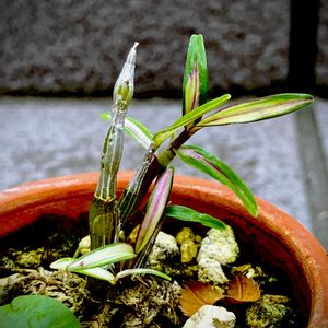 セッコク,錦紅殿,古典園芸植物,石斛,セッコク 長生蘭の画像