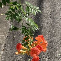 ハーデンベルギア,ノーゼンカズラ,小さい庭の画像