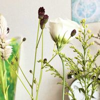 アキノキリンソウ,ケイトウ,トルコキキョウ,ワレモコウ,切り花の画像