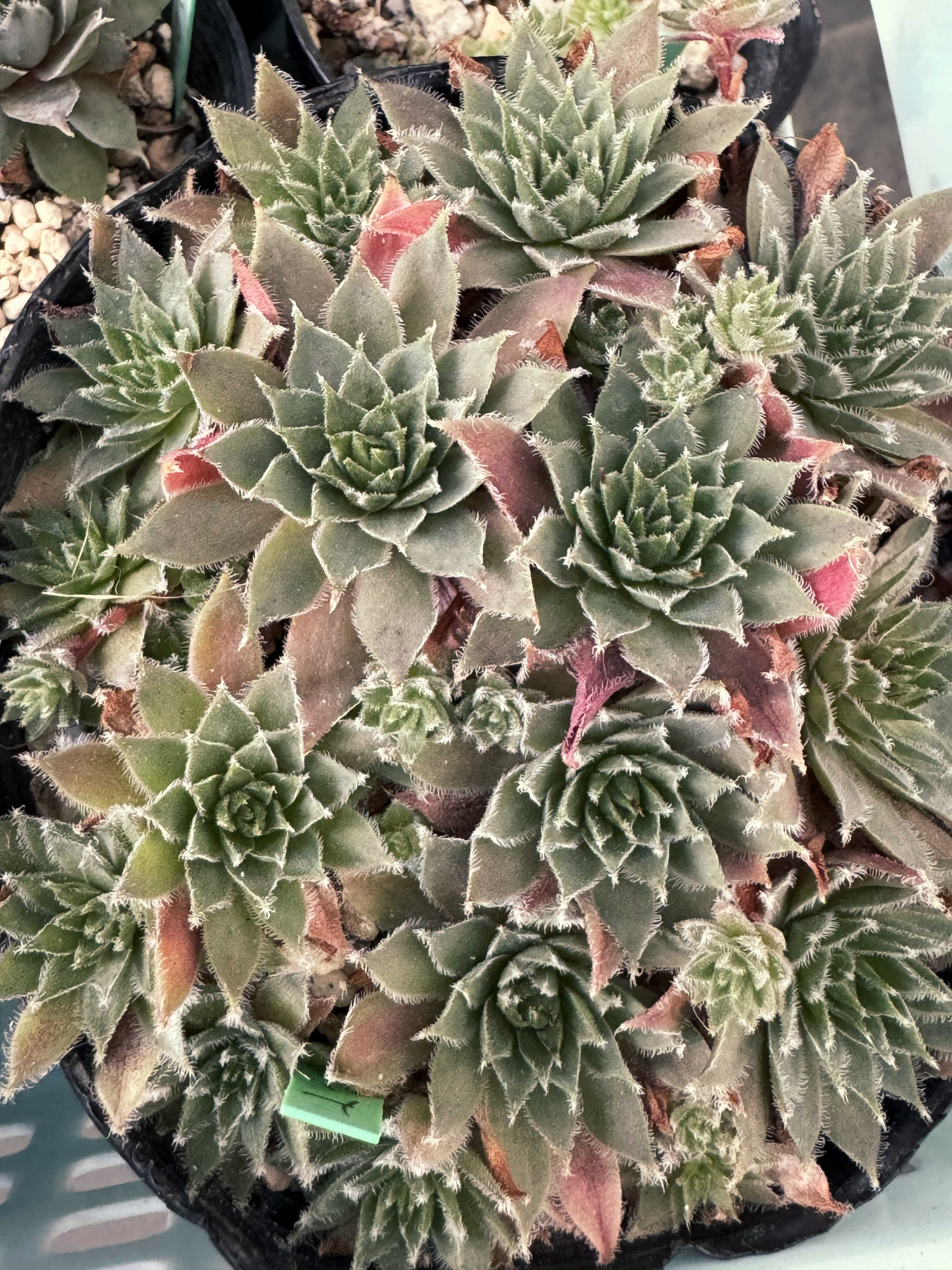 多肉植物 ブラックプリンス♡抜き苗(^○^) 多肉植物】 『ブラックプリンス錦 -シルバ- 』 エケベリア属