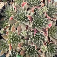 トリコロール,ブラックプリンス,Marmalade,日曜日はセンペル,アリババの画像