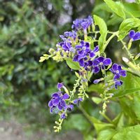 ゼフィランサス,タマスダレ,レインリリー,デュランタ 宝塚,ヒガンバナ科の画像