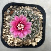 サボテン,ガガイモ,ギムノカリキウム,緋花玉,翠晃冠の画像