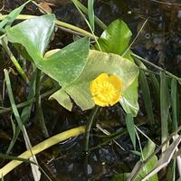 コウホネ,山野草の画像