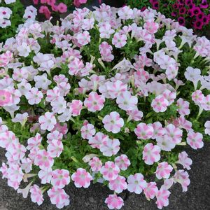 サフィニアアート,サントリー フラワーズ,サフィニアアート ももいろハート,花と生きるサントリー,サンフラびとの画像