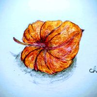 ホオズキ,お絵描き,色鉛筆画の画像