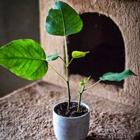 インドボダイジュ,インドボダイジュ,菩提樹,ボダイジュ,フィカスの画像