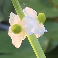 クワイ,クワイ,開花,可愛い,水生植物の画像