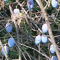 プルーン,多肉植物,多肉初心者,秋の気配,ばぁばの花の画像