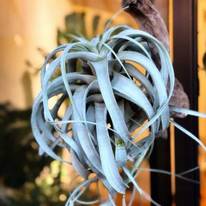 チランジア　キセログラフィカ,多肉植物,流木,着生植物,エアプランツ チランジアの画像