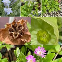 チューベローズ,アメリカフヨウの画像