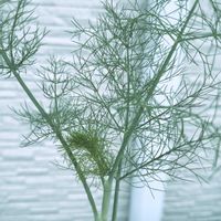 アーティチョーク,フェンネル,ハーブ,ベランダー,ベランダの画像