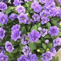 エキザカムの画像