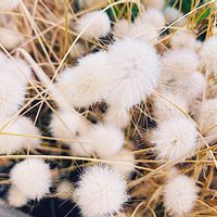 ラグラス,ラビットテール,ラビットテール,ウサギノオ,自然観察の画像