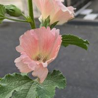 タチアオイ,小さな花壇,花のある暮らしの画像