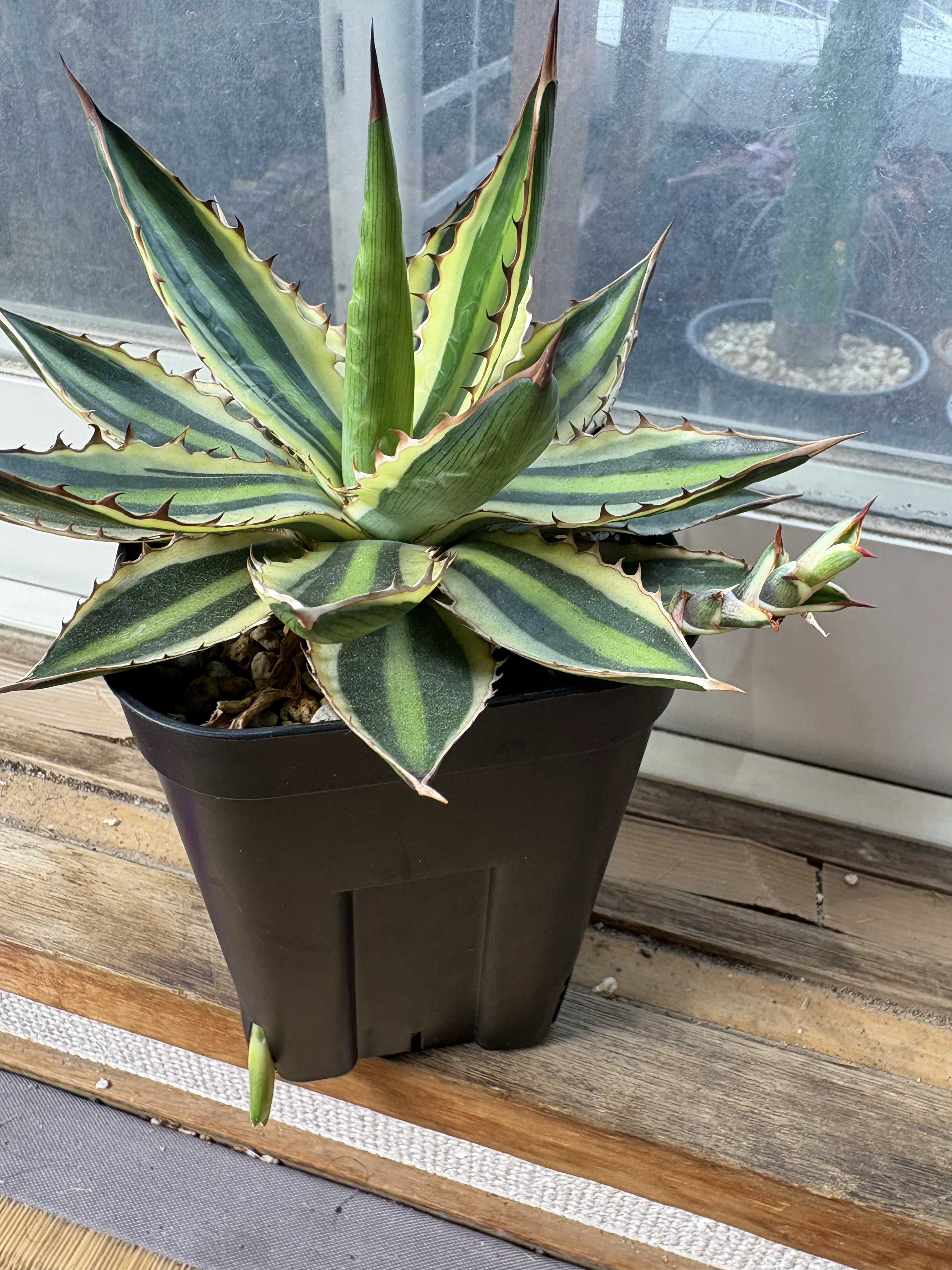 斑入りアガベの一覧｜🍀GreenSnap（グリーンスナップ）