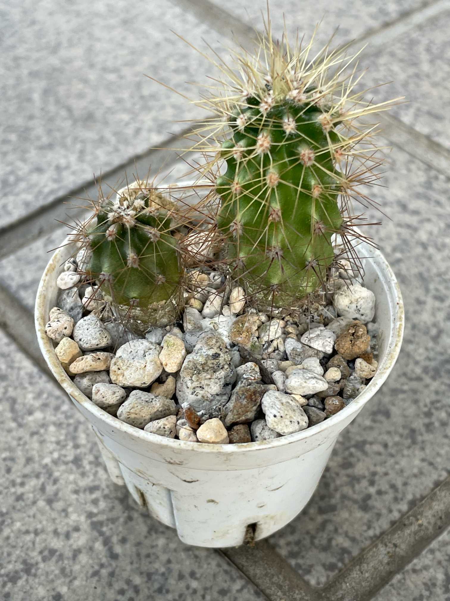 柱サボテンちゃんを種から育てました。(R7.10/1 分)｜🍀GreenSnap