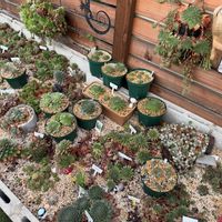 センペルビウム,多肉植物,ガーデニング,多肉小屋,地植えセンペルの画像