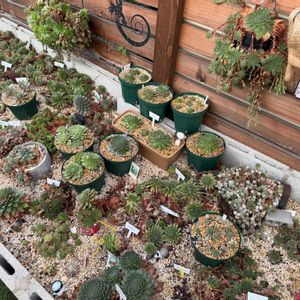 センペルビウム,多肉植物,ガーデニング,多肉小屋,地植えセンペルの画像