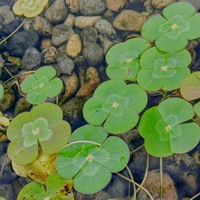 ウォータークローバー,ウォータークローバー,ナンキンハゼ,ナンキンハゼ,落羽松の画像