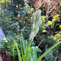 チューベローズ,ガーデニング,花が好き,香りの花,暑くても負けないの画像