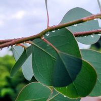 イポメア,アイビー（ヘデラ）,アブチロン (チロリアンランプ),ユーカリポポラス,ユーカリグ二ーの画像