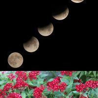 ペンタス,キュンキュン乙女倶楽部,カメラ女子,皆既月食,キュンキュン乙女倶楽部No.97の画像