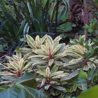 サントリナ,斑入りヤブラン,コクリュウ,ユーフォルビア フロステッド フレーム,花のある暮らしの画像