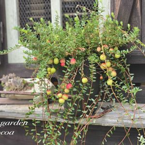 ツルコケモモ,DIY,花のある暮らし,緑のある暮らし,ナチュラルスタイルの画像