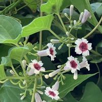 トロロアオイ,ハナビシソウ,ヒマワリ,ハイビスカスフラミンゴ,ひまわりの画像