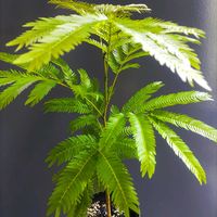 エバーフレッシュ,復活,熱帯植物,botanical life,こまりねこ エバーフレッシュの画像