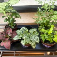 シンゴニウム,プテリス,ヘデラ,ヒポエステスの画像