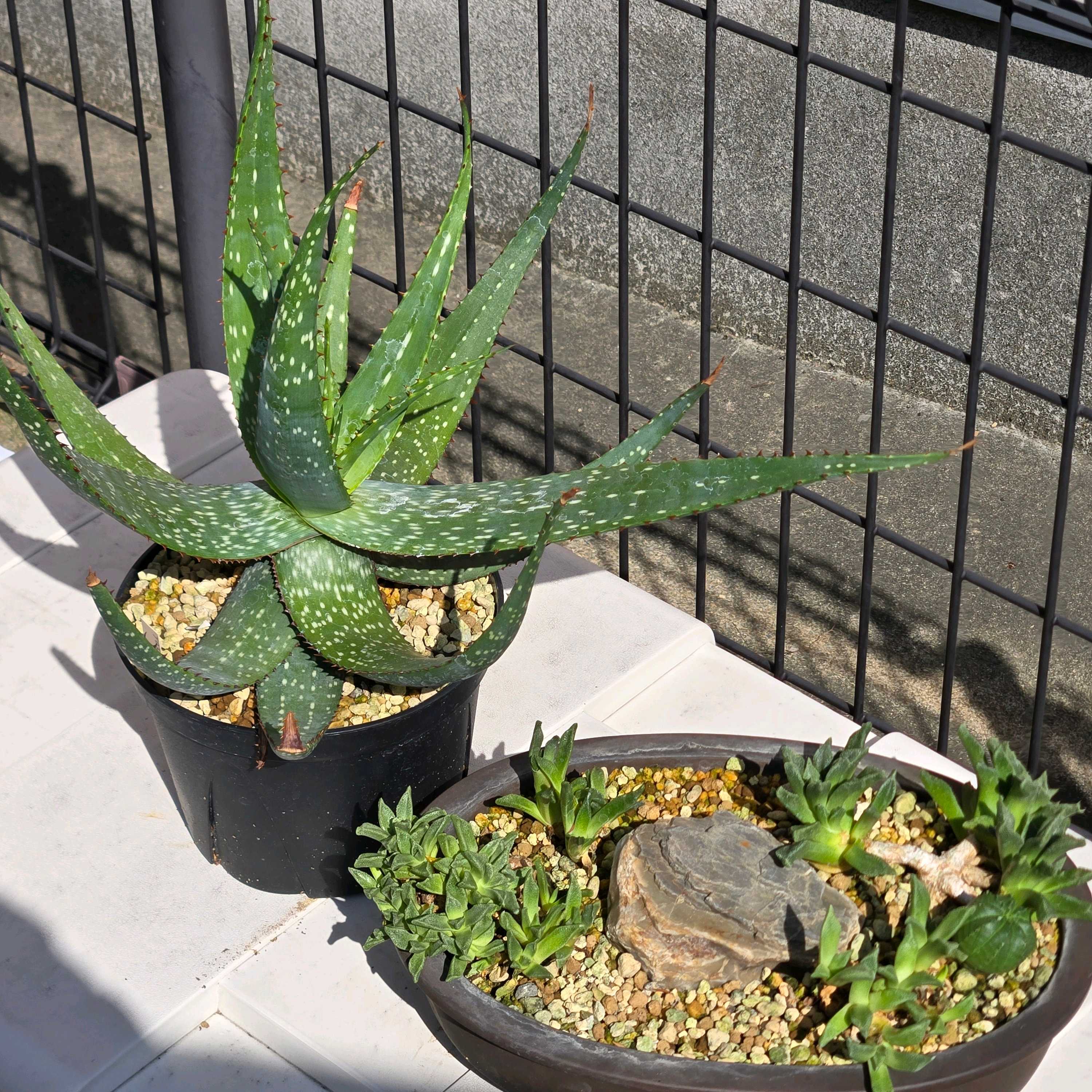 アロエ ミクロスティグマの一覧｜🍀GreenSnap（グリーンスナップ）