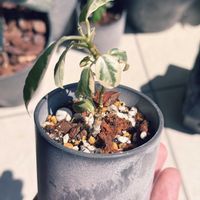 フィカス・ティネケ,フィカス・ティネケ,観葉植物,フィカス大好き,フィカス好きと繋がりたいの画像