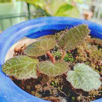 ヘゴ,リュウビンタイ,雪の下の画像