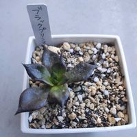 ブラックプリンス,狭いベランダ,#お家園芸,ベランダの画像