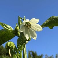 野菜,ハバネロ,ハバネロ,果実,白い花の画像