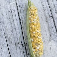 とうもろこし,家庭菜園初心者,家庭菜園,庭の画像