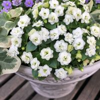 エキザカム,エキザカム  ジュピター,かわいい♡,すてき…♡,おうち園芸の画像