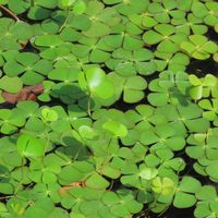 ウォータークローバー,ウォータークローバー,シオカラトンボ♂,ショウジョウトンボ♂,ギンヤンマ・ペアの画像