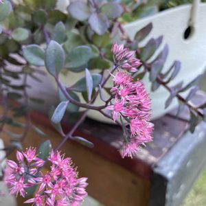 カラスバミセバヤ,多肉植物,ハンキング,ガーデニング,花のある暮らしの画像