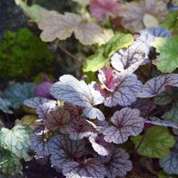 アジュガ,ヒューケラ,ユーフォルビア フロステッドフレーム,ヒューケラ ドルチェ バタークリーム,ヒューケラ シルバースクロールの画像