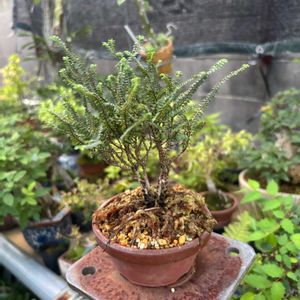 ツクモケヤキ,ヒメニレケヤキ,盆栽,鉢植え,小品盆栽の画像