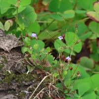 ウォータークローバー,ウォータークローバー,ウォータークローバー,ウォータークローバー,ウォータークローバーの画像