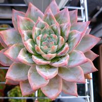 ブルーバード,氷山,多肉植物,多肉植物のある暮らし,地植え多肉の画像