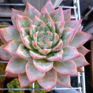 ブルーバード,氷山,多肉植物,多肉植物のある暮らし,地植え多肉の画像