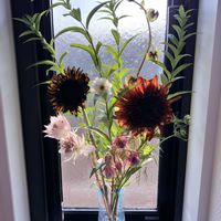 コスモス,セルリア,ヒマワリ,黒ほおづき,ブーケの画像