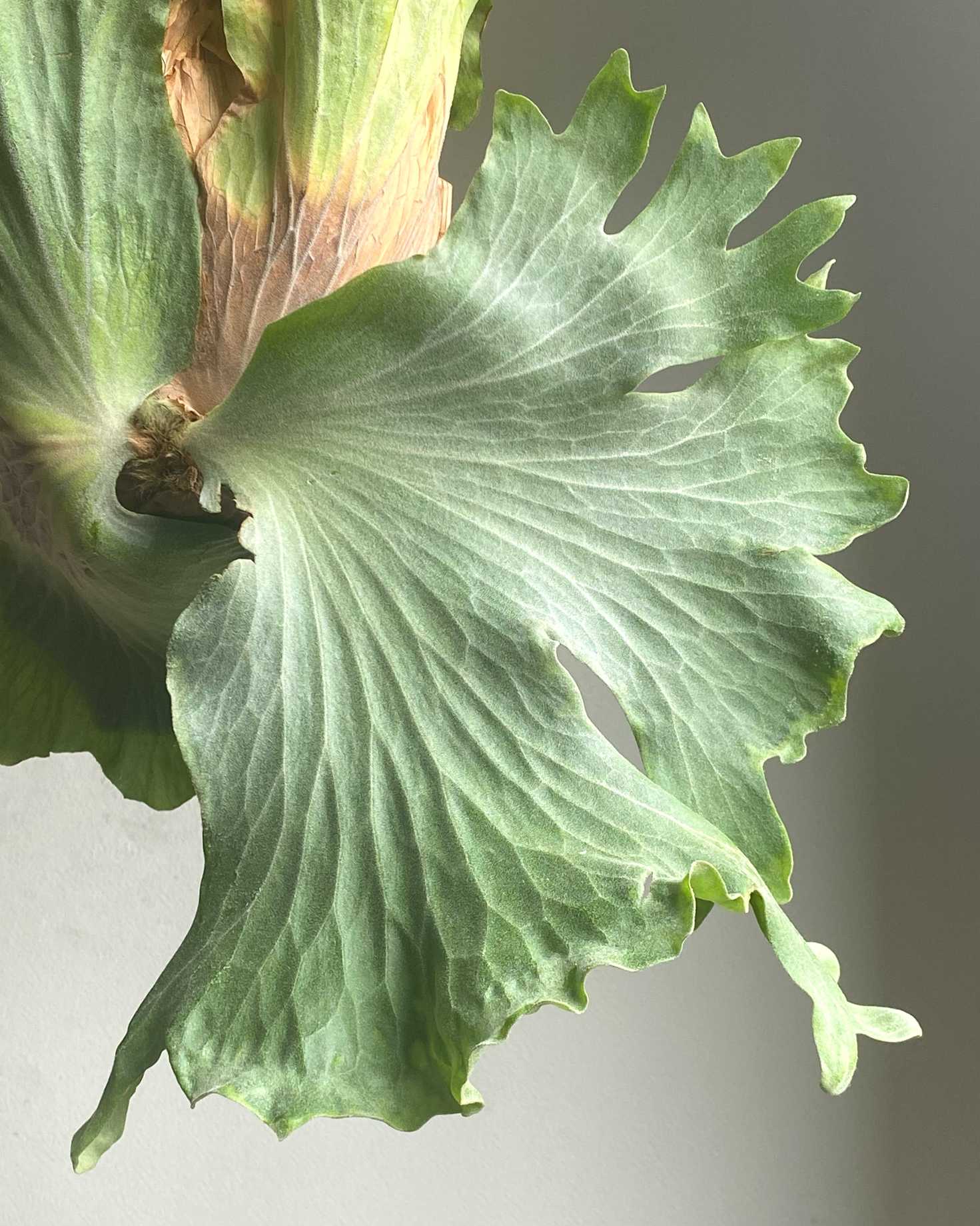 P. wallichii 成長記録 2025.9.8｜🍀GreenSnap（グリーンスナップ）