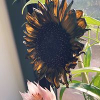 セルリア,セルリア,セルリア,セルリア,ヒマワリの画像